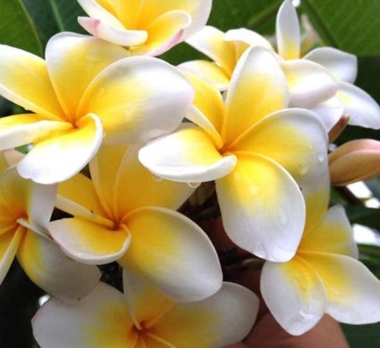 植物晒伤治疗 植物晒伤治疗