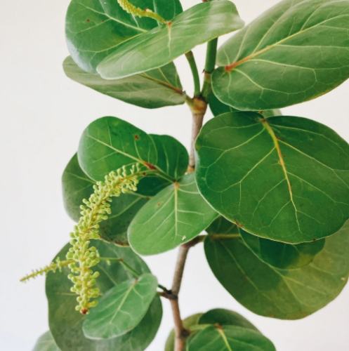 海葡萄植物用途