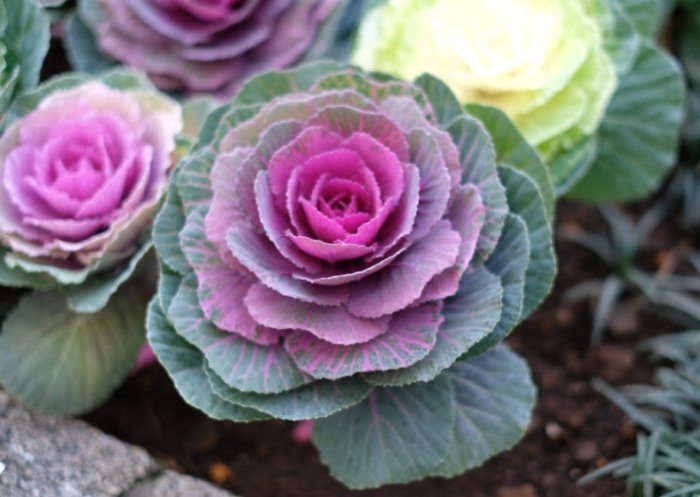 葉牡丹羽衣甘藍種植