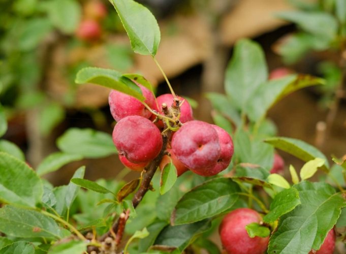 海棠果營養價值 海棠果營養價值