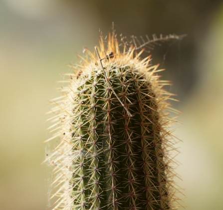 仙人掌變黃原因 仙人掌變黃原因
