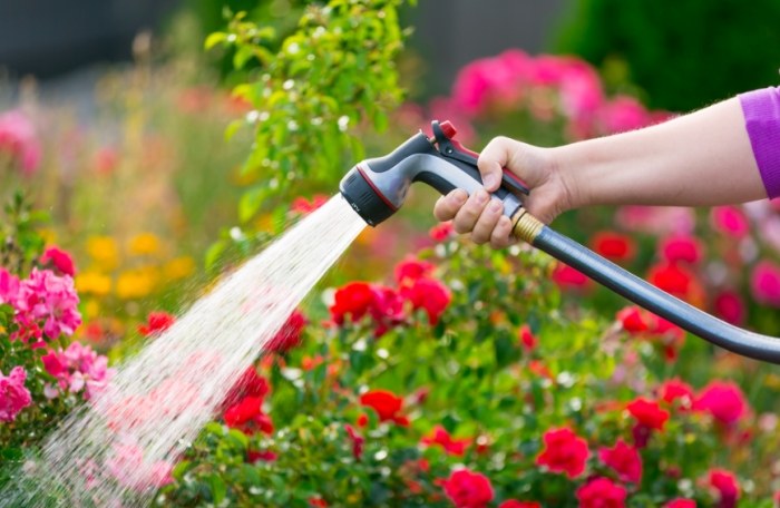 植物澆水 植物澆水