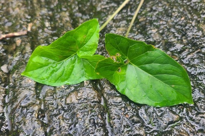 五片葉子植物種類 五片葉子植物種類