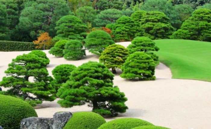 庭院樹照顧 庭院樹照顧