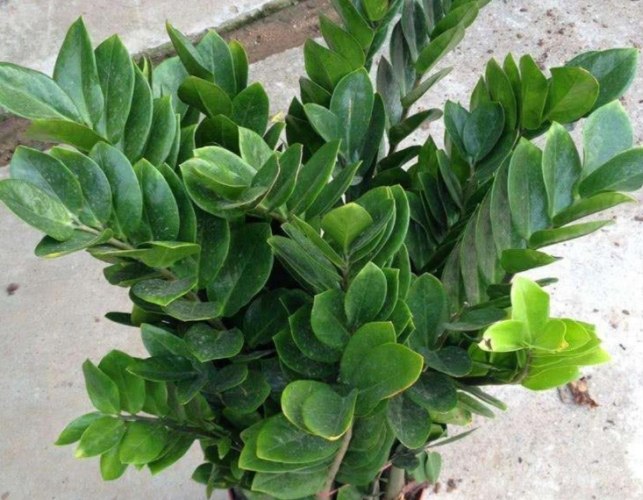 金錢樹球根繁殖