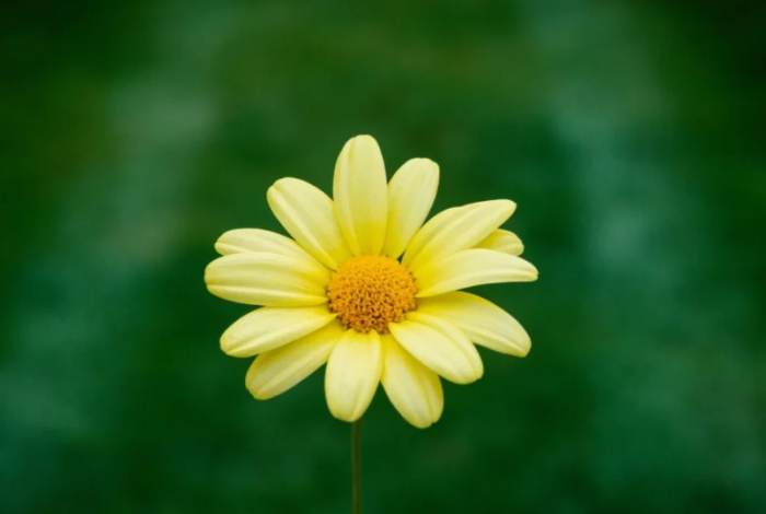 不同顏色雛菊花語