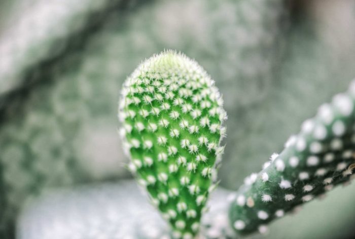 仙人掌急救方法 仙人掌急救方法