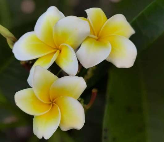 雞蛋花養護要點