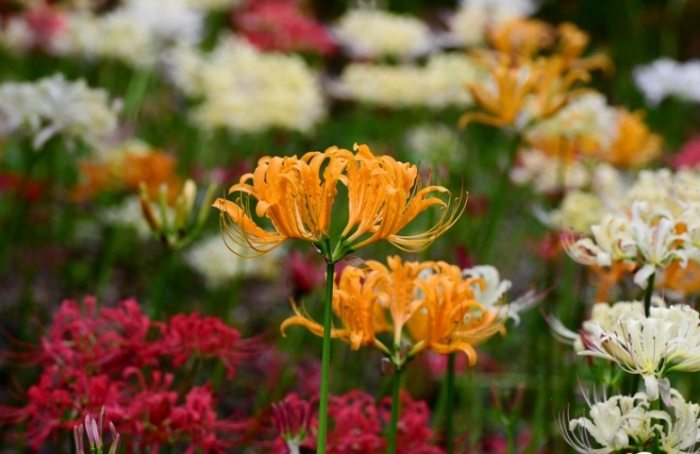 陽台盆栽推薦 陽台盆栽推薦