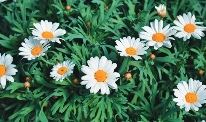 全年開花植物推薦