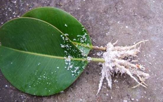 天然生根方法 天然生根方法