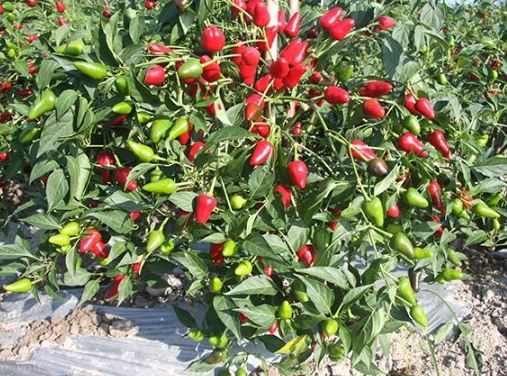 辣椒种植时间