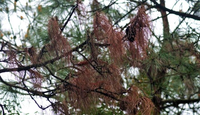 松树养护方法 松树养护方法