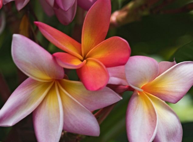 雞蛋花日照需求