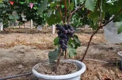 台灣葡萄種植 台灣葡萄種植