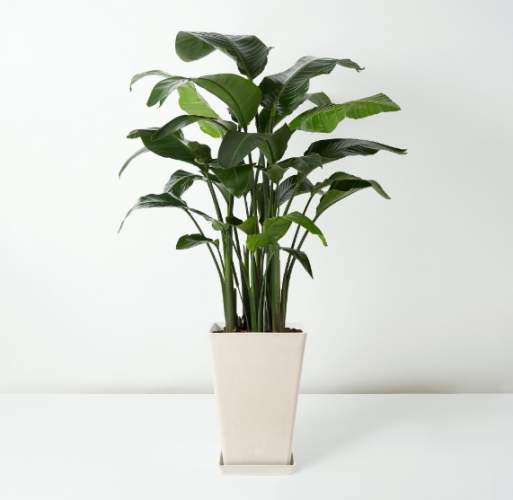 天堂鳥水養方法