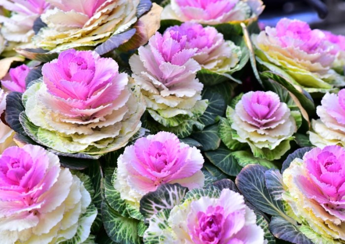 葉牡丹開花方法