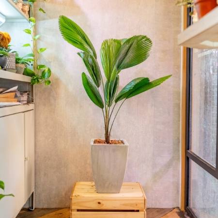 天堂鳥種植技巧