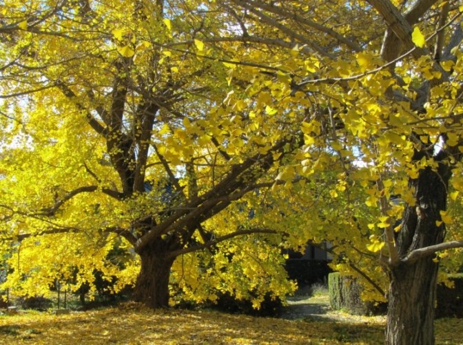 銀杏種子發芽技巧 銀杏種子發芽技巧