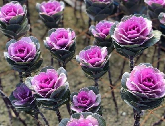 葉牡丹開花方法