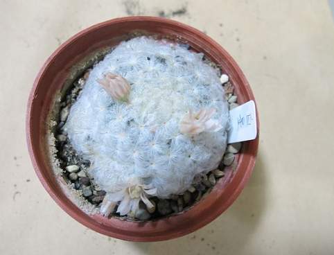 仙人掌開花問題解決 仙人掌開花問題解決