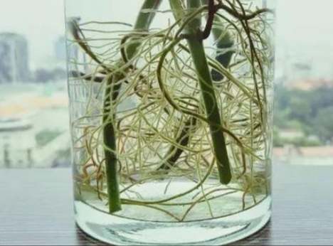 生根水自製 生根水自製