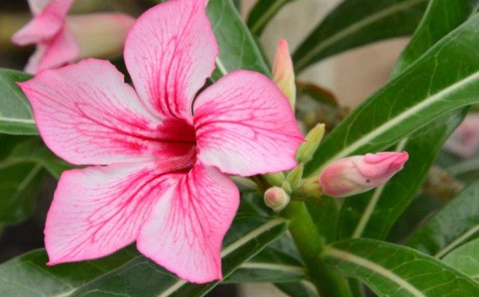 沙漠玫瑰叶子变黑原因 沙漠玫瑰叶子变黑原因