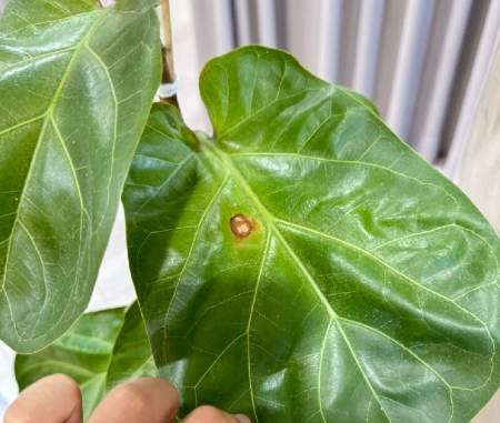 室內植物 葉枯病