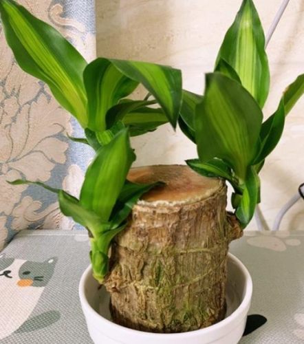 巴西木種植技巧 巴西木種植技巧