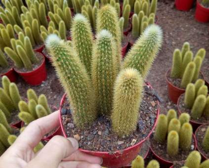 仙人掌種子播種方法 仙人掌種子播種方法