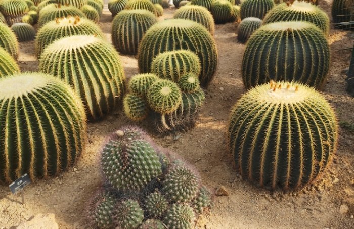 仙人掌軟化原因 仙人掌軟化原因