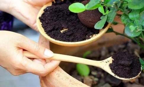 水培雞蛋花步驟