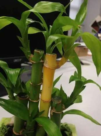 富貴竹黃葉處理 富貴竹黃葉處理