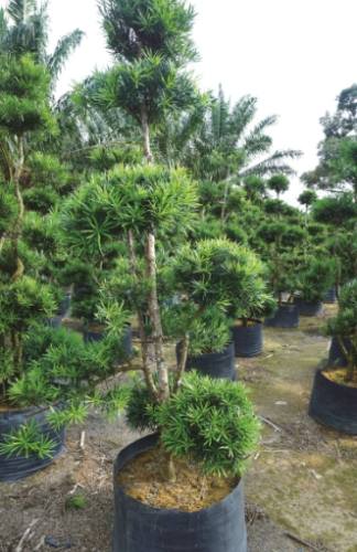 罗汉松造型设计 罗汉松造型设计