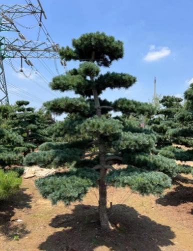 黑松日照不足症狀