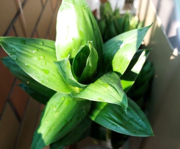 萬年青澆水 萬年青澆水