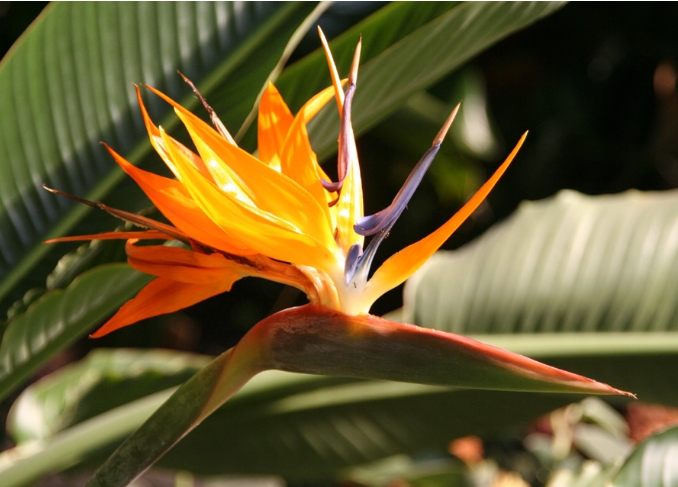 天堂鳥植物 室內養護