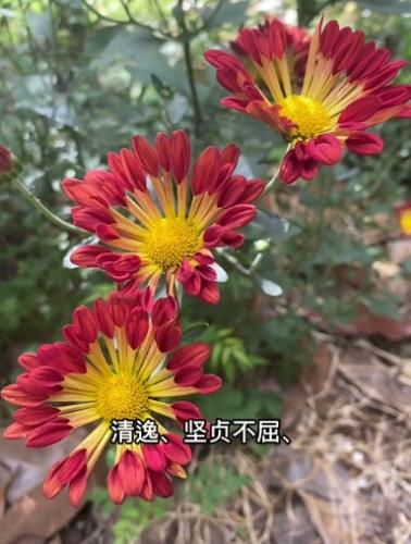 多年生菊花養護 多年生菊花養護