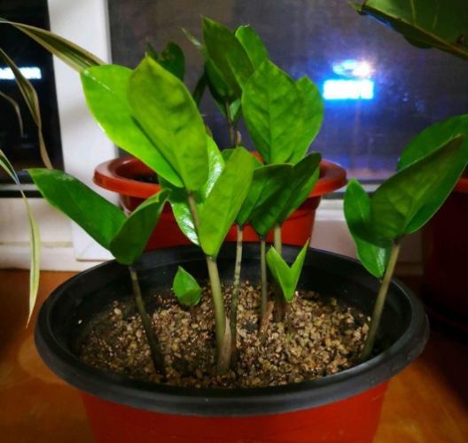 金钱树营养需求 金钱树营养需求