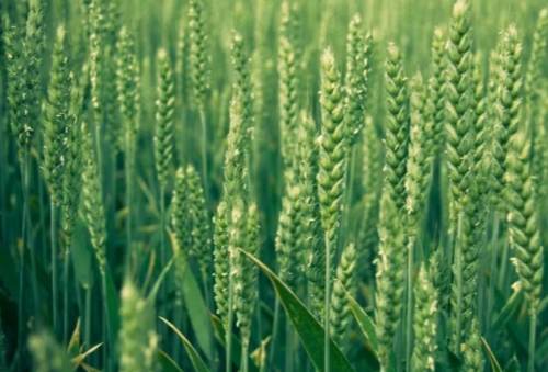 禾本科植物圖鑑 禾本科植物圖鑑