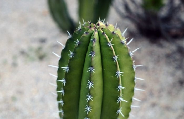 仙人掌種子發芽條件 仙人掌種子發芽條件