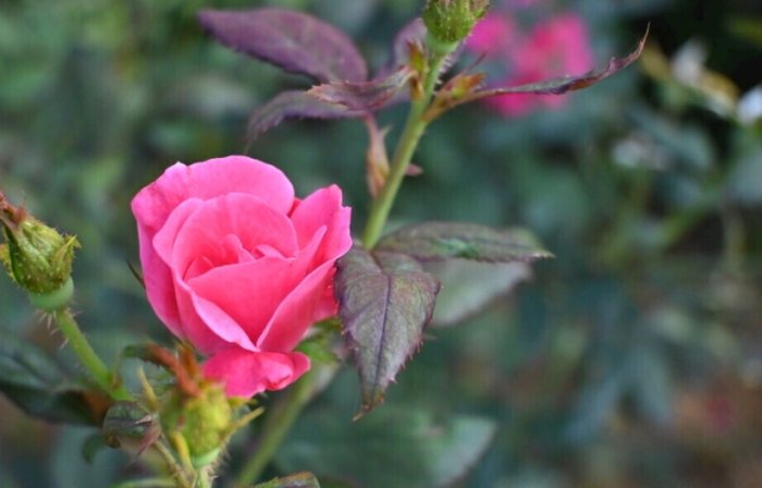 玫瑰葉子下垂原因 玫瑰葉子下垂原因