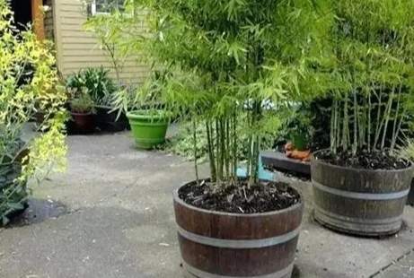 竹子養護方法 竹子養護方法