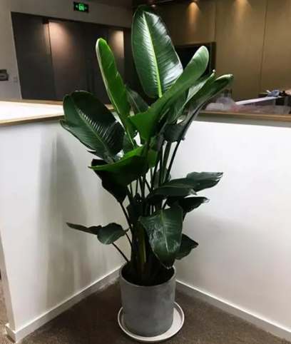 天堂鳥葉子變黑處理