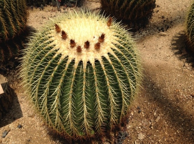 仙人掌倒伏 仙人掌倒伏