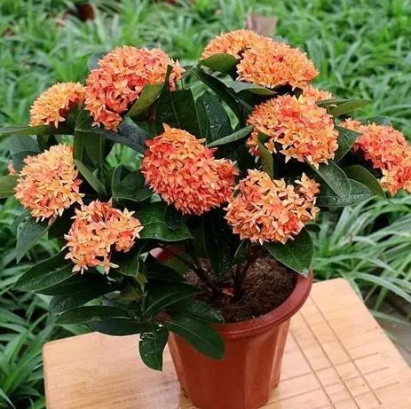 國花象征 國花象征