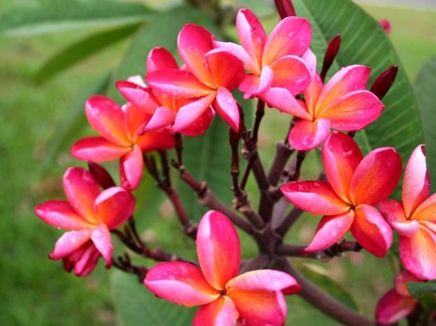 雞蛋花養護技巧