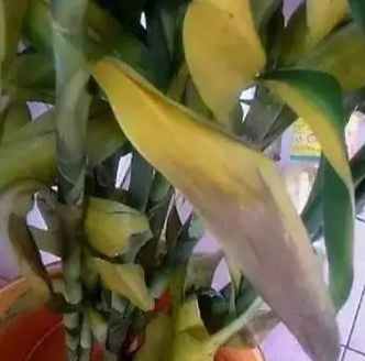 富貴竹養護方法 富貴竹養護方法