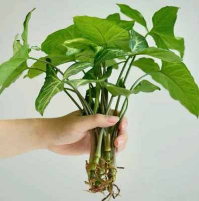 金璽美鐵芋種植 金璽美鐵芋種植