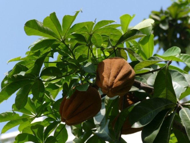 马拉巴栗 風水 马拉巴栗 風水